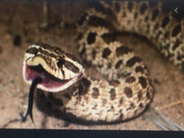 Cobra