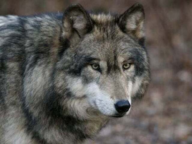 lobo