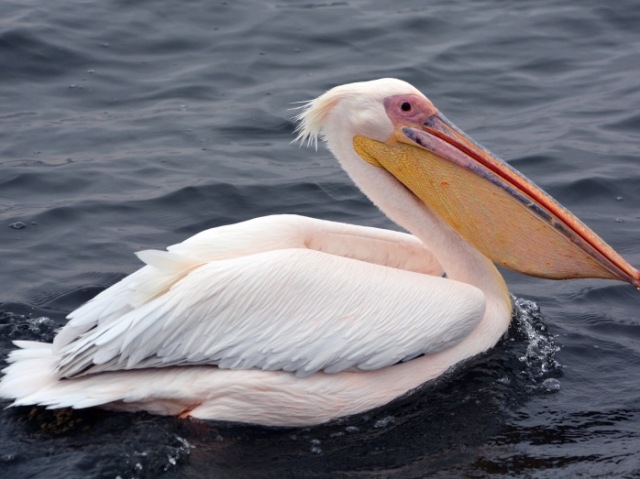 Pelicanos