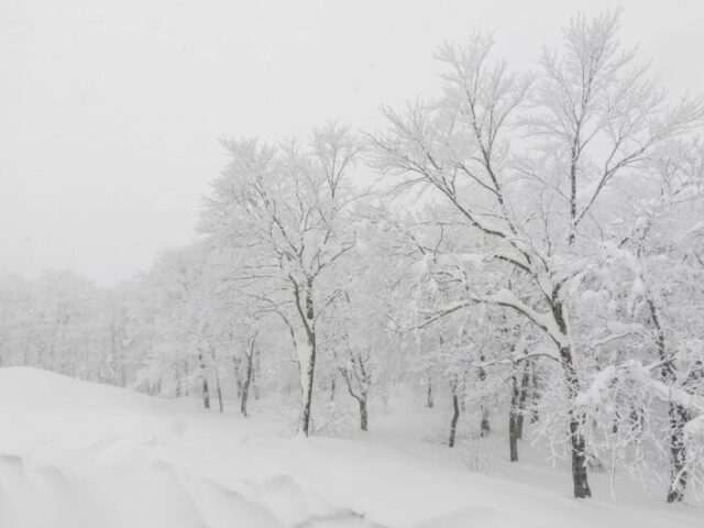 Neve