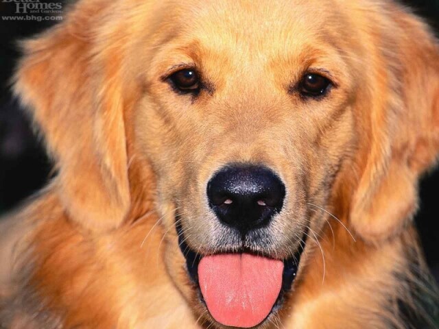 golden retriver