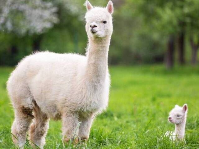 alpacas