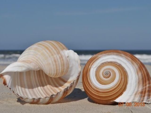 minha missão era catar conchas do mar para decorar o castelo