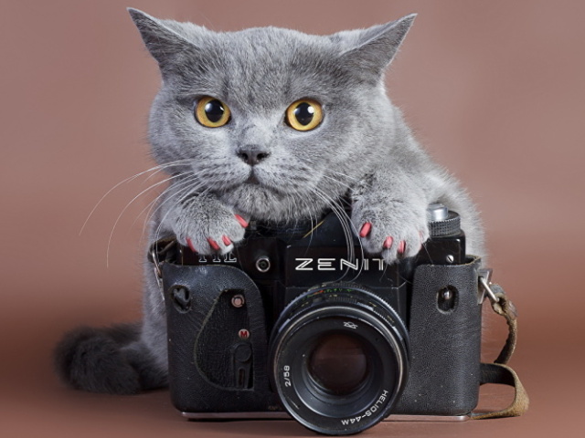 Gato