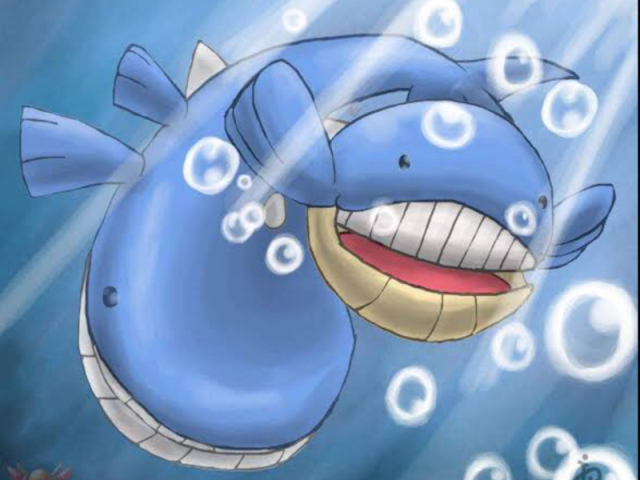 Wailord e wailmer