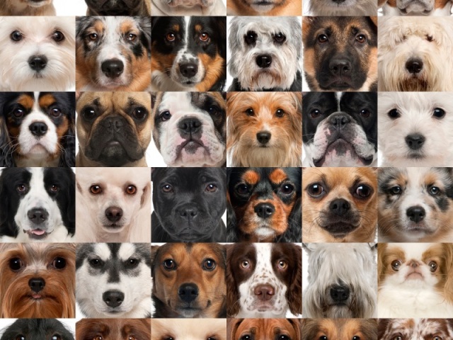 Raças de Cães (difícil)