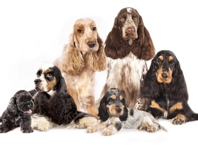 spaniel