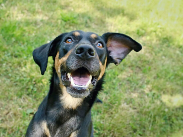 Parabéns, você é um especialista em cães!
