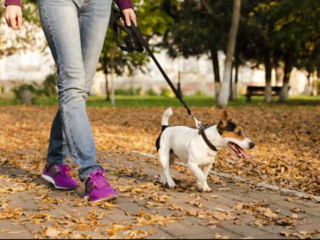 Passear com um cachorro.