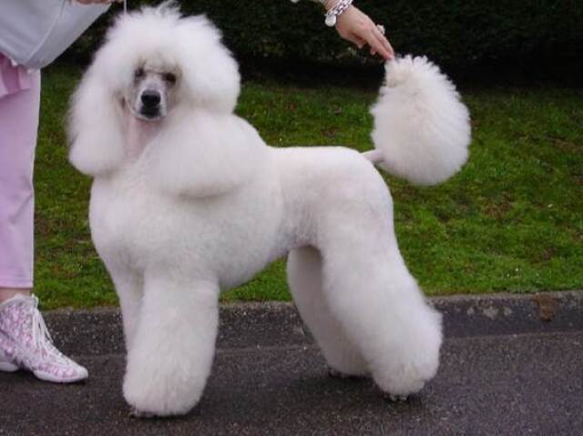 Poodle