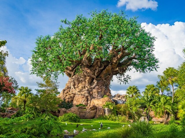 Animal Kingdom