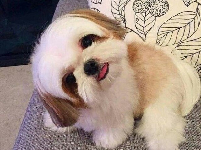 ☆Essa é a minha cachorrinha fofa a dora☆