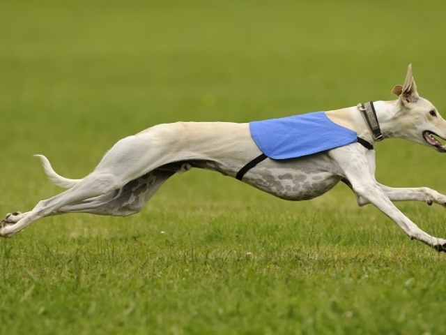 Cachorro corre o quanto quiser