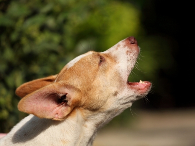 Cachorro late até não dar mais