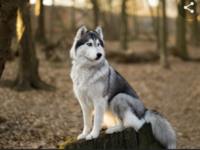 Husky siberiano