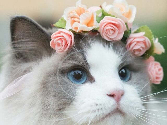 gata