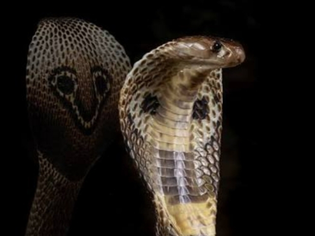 Uma cobra