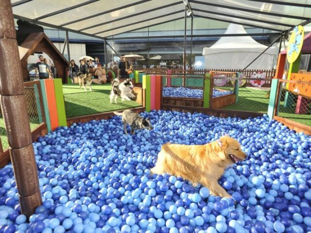 parque de diversões para cachorro