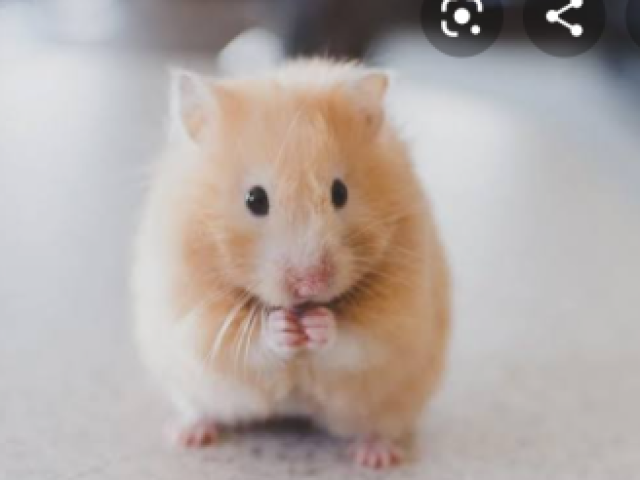 Hamster