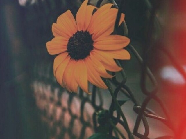 Tumblr