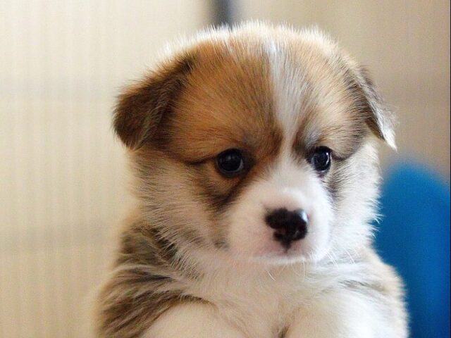 Você é mais cachorro