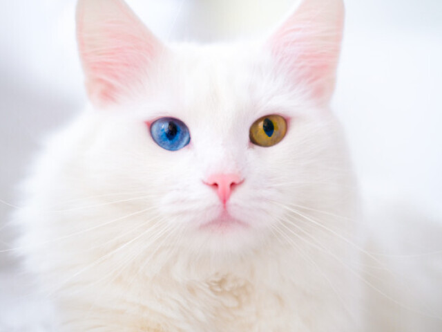 Você é mais gato