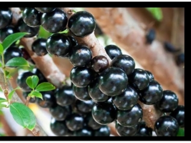 Jabuticaba