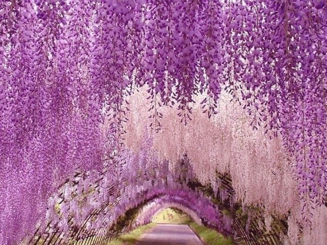 Ashikaga Flower Park:))