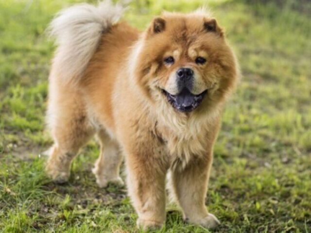 chow-chow