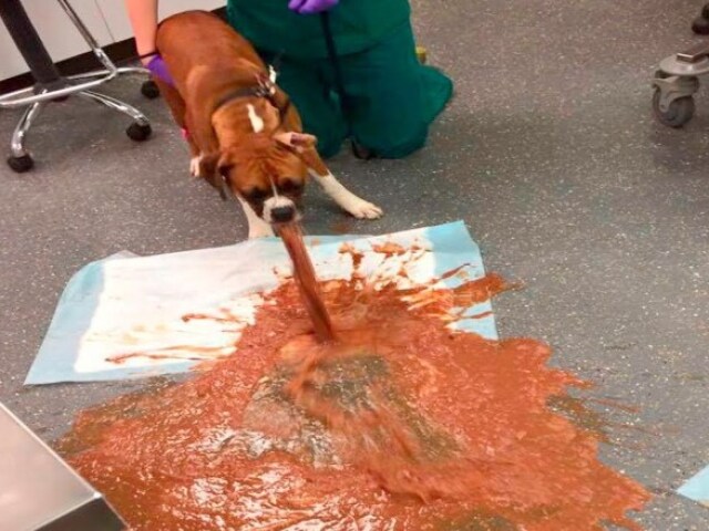 Vomito