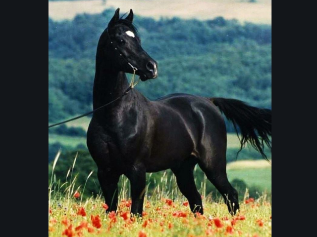 Cavalo