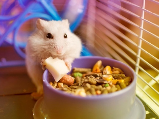 Monte a moradia do seu hamster!🐭