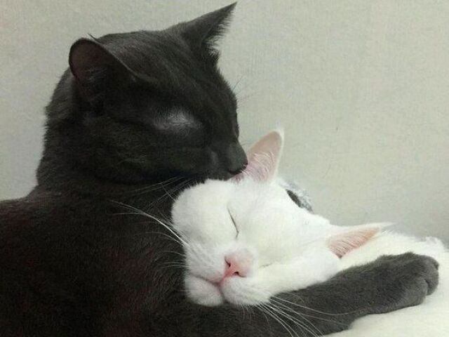 Você é mais GATO