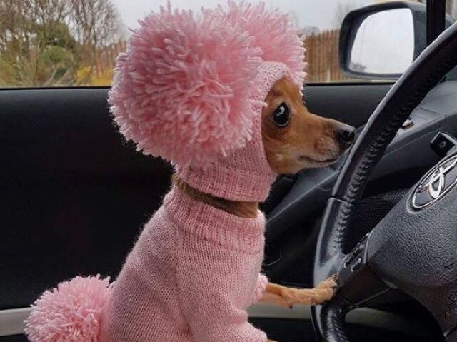 Você é mais CACHORRO
