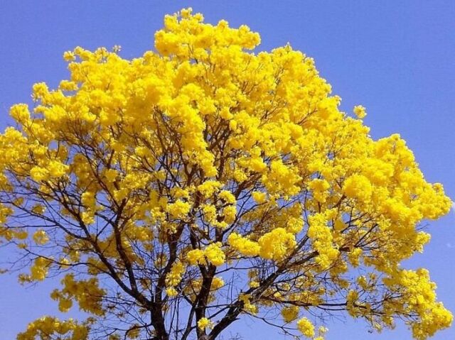 amarelo