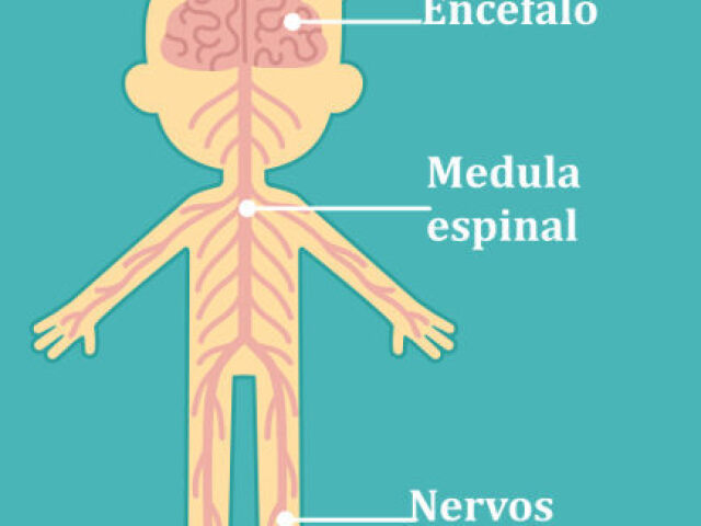 Encéfalo, medula espinal e nervos