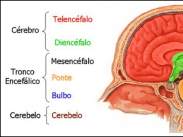 Cérebro, cerebelo e tronco encefálico