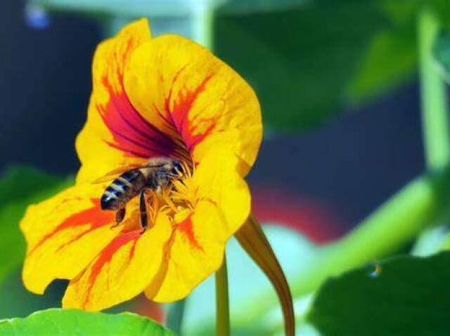 Uma abelha, faz em média, 100 voos diários, pousando em 150 mil flores.