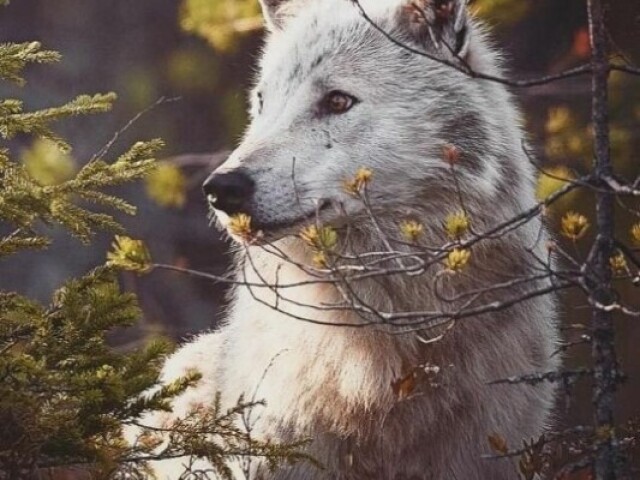 Lobo🖤🍃🌙