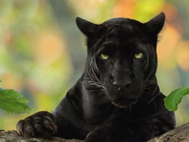 Pantera