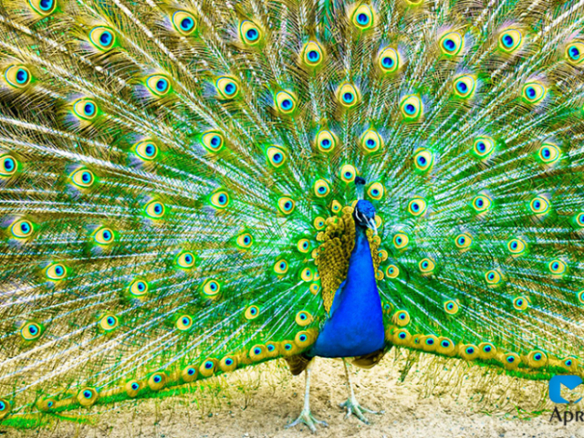Pavo Real