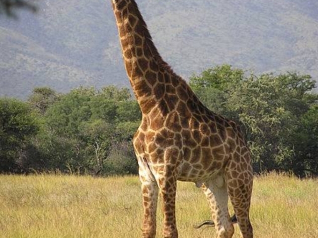 Girafa Africana