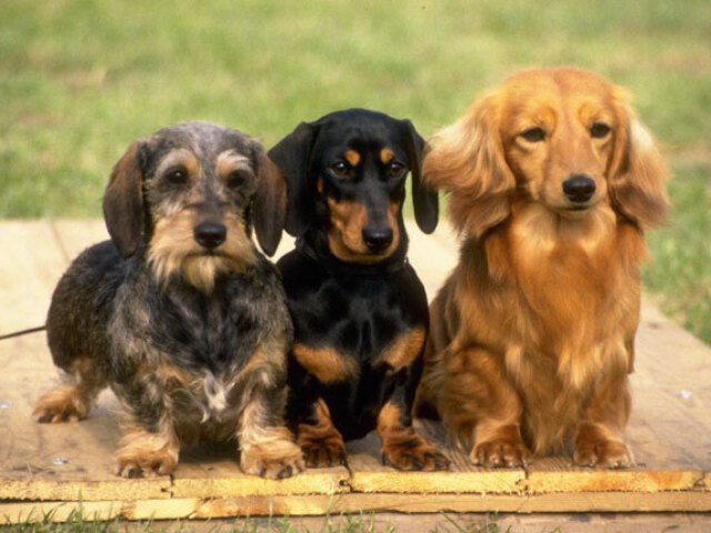 Qual raça de cachorro é perfeita para você?
