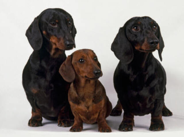 Dachshund (salsichinha)