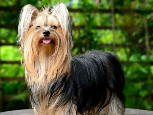 Cães pequenos de companhia