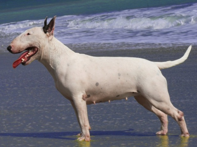Cães atléticos