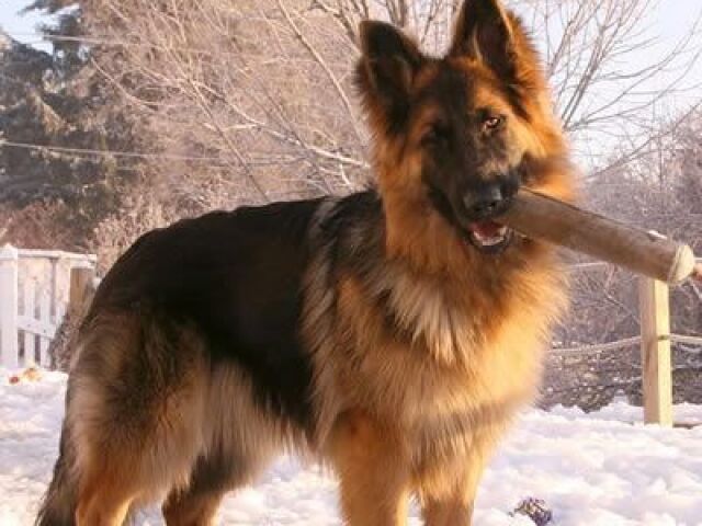 Cães de guarda para família