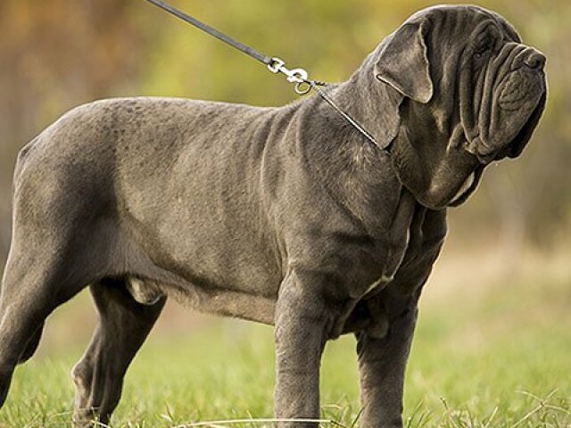 Cães de guarda sérios