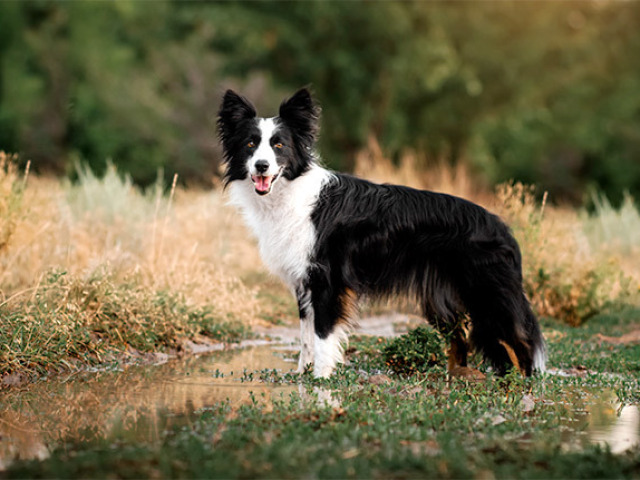 Você conhece as raças de cachorro?