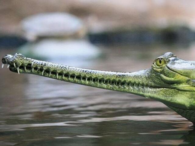 Gavial